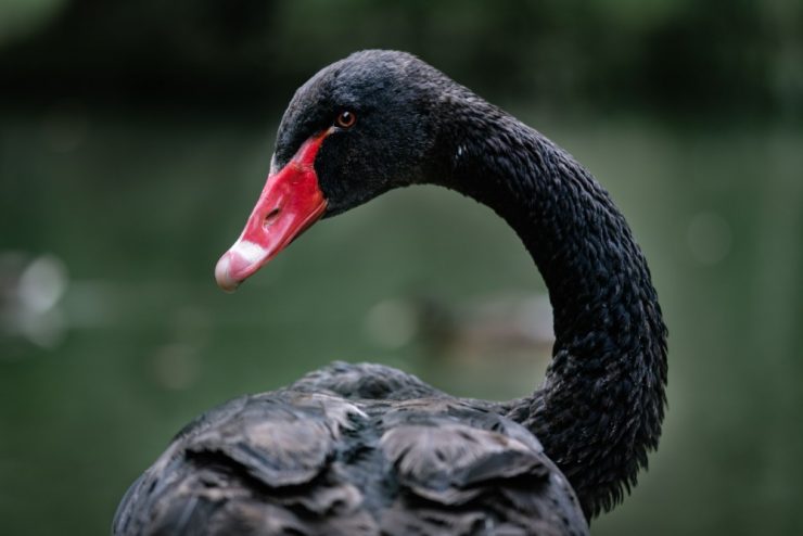 Is coronavirus (COVID 19) a black swan scenario for the world economy?